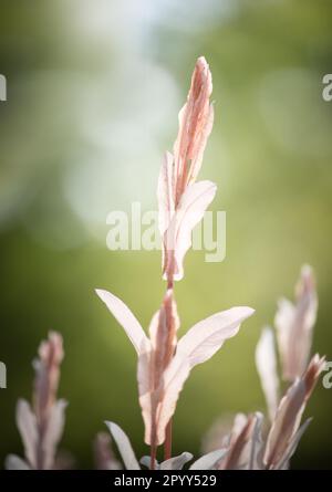 Blühender rosafarbener Salix integra, der im Frühling oder Sommer aufrecht im Sonnenlicht auf einem Bokeh-Hintergrund steht, Lancaster, Pennsylvania Stockfoto