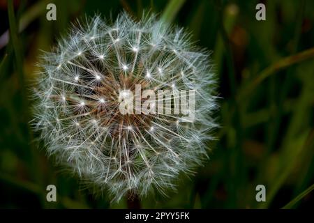 Ein einzelner Löwenzahn im postblühenden Zustand mit intaktem Hinterkopf. Stockfoto