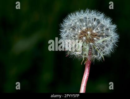 Ein einzelner Löwenzahn im postblühenden Zustand mit intaktem Hinterkopf. Stockfoto