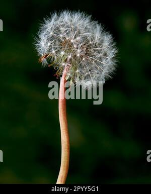 Ein einzelner Löwenzahn im postblühenden Zustand mit intaktem Hinterkopf. Stockfoto