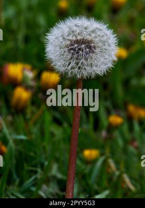 Ein einzelner Löwenzahn im postblühenden Zustand mit intaktem Hinterkopf. Stockfoto