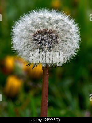 Ein einzelner Löwenzahn im postblühenden Zustand mit intaktem Hinterkopf. Stockfoto