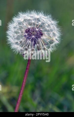 Ein einzelner Löwenzahn im postblühenden Zustand mit intaktem Hinterkopf. Stockfoto