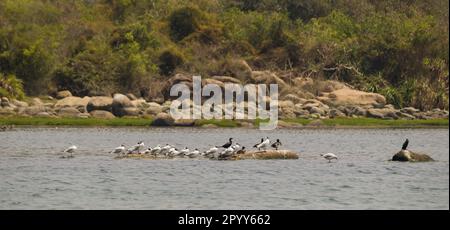 Möwen und Kormorane befinden sich auf Felsen in der Nähe eines Sees oder Wasserkörpers und sonnen sich in der Sonne, um ihre Federn zu trocknen. Das sind Wasservögel, die sich sehr auf sie verlassen Stockfoto