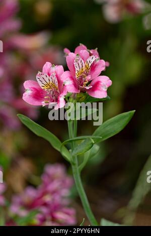 Ein Paar Alstoemeria-Blumen vor einem Bokeh-Hintergrund mit anderen Blumen. Stockfoto