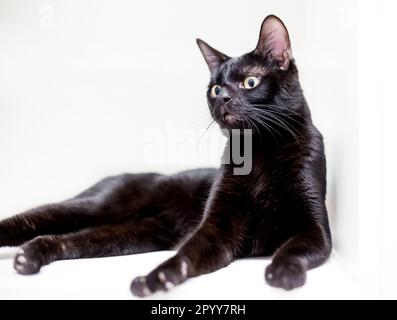 Eine schwarze Katze mit großen Augen, die sich hinlegt, mit einem überraschten Gesichtsausdruck Stockfoto