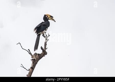 Ein rattenfänger, malabar Hornbill, der auf einem Baum ruht Stockfoto