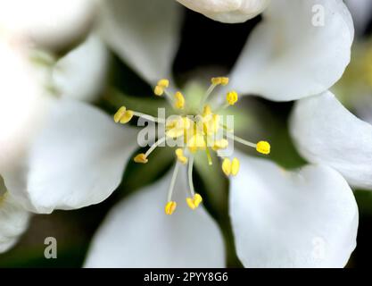 Nahaufnahme einer weißen Blumenkrabbe (Malus spp.) Blüte vor schwarzem Hintergrund. Stockfoto