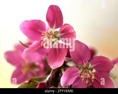 Rosa Blumenkrabbe (Malus spp.). Blüht vor weißem Hintergrund. Stockfoto