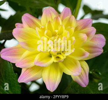 Nahaufnahme einer einzelnen Hypnotica Rose Bicolor Dahlia blüht vor weißem Hintergrund. Stockfoto