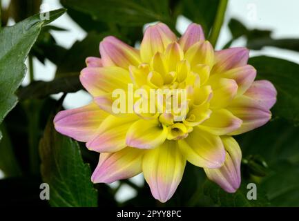 Nahaufnahme einer einzelnen Hypnotica Rose Bicolor Dahlia blüht vor weißem Hintergrund. Stockfoto