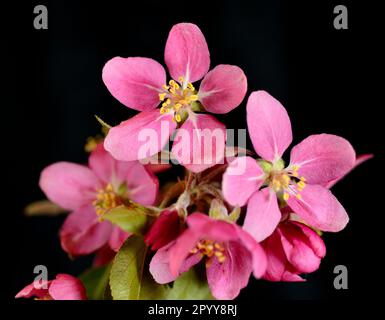 Rosa Blumenkrabbe (Malus spp.). Blüht vor schwarzem Hintergrund. Stockfoto