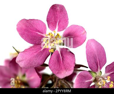 Rosa Blumenkrabbe (Malus spp.). Blüht vor weißem Hintergrund. Stockfoto