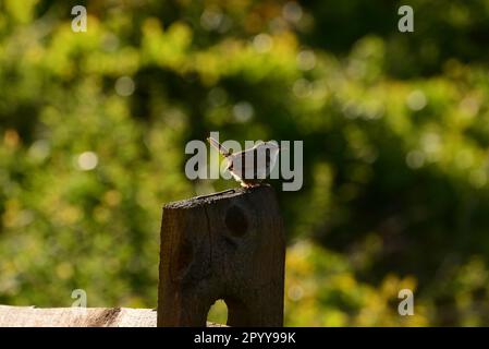 Der Vogel stand früh am Morgen auf einem Posten Stockfoto