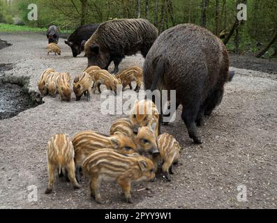 Weibliche Wildschweine und ihre Babys. Ein Echolot mit Sauen und Ferkeln, die sich übereinander krabbeln. Stockfoto