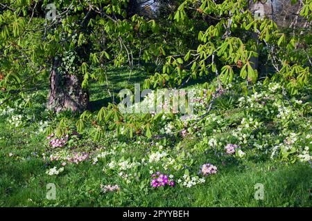 bank of wild primroses (primula vulgaris), West sussex, England Stockfoto