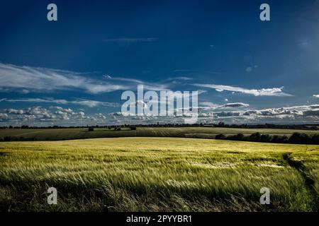 Weizen- und Gerstenfelder unter dramatischem Sommerhimmel in Ulley, Rotherham, South Yorkshire, England, Großbritannien. Ländliche Agrarlandschaft, Panoramablick Stockfoto