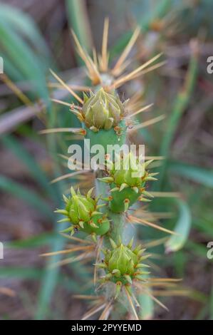 Frische, neue Triebe auf einem stacheligen Birnenkaktus, der in Texas wächst, seine Hinterbeine sind im Hintergrund sichtbar. Stockfoto