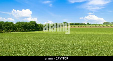 Grünes Sojabohnenfeld und blauer Himmel. Breites Foto. Stockfoto