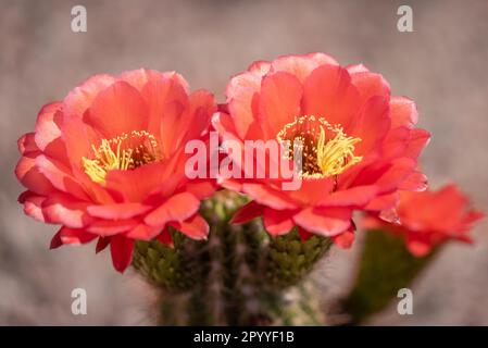 Nahaufnahme blühender rosafarbener Acanthocalycium ferrarii-Blüten in der Wüste. Stockfoto