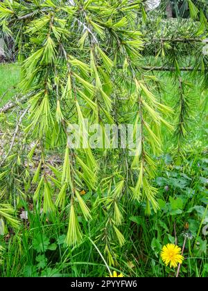 Tief hängend, weinend, Cedrus Deodara Golden Horizon. Natürliche, gemusterte Pflanze po Stockfoto