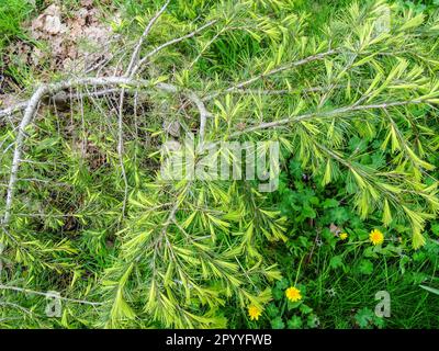 Tief hängend, weinend, Cedrus Deodara Golden Horizon. Natürliches, gemustertes Pflanzenporträt aus nächster Nähe Stockfoto