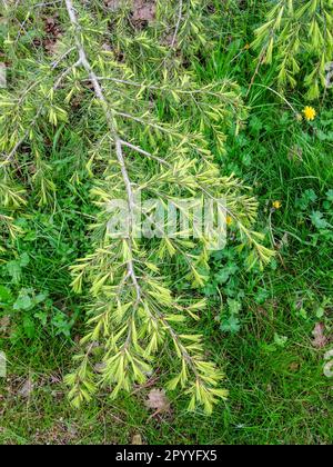 Tief hängend, weinend, Cedrus Deodara Golden Horizon. Natürliche, gemusterte Pflanze po Stockfoto