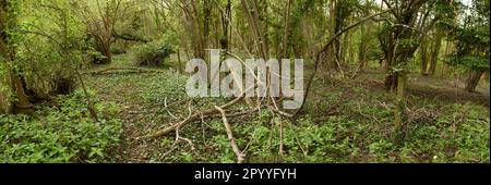 Inkongruent: Stacheldrahtzaun, Pfosten, die von Ivy überholt werden, inmitten einer bewaldeten Landschaft Stockfoto