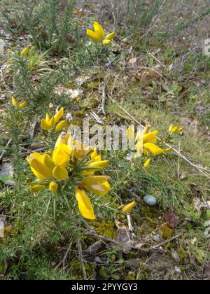 Natürliches, blühendes Pflanzenporträt von Gorse (Ulex europaeus) mit leuchtend gelben Blumen im Frühling, englischer Sonnenschein Stockfoto