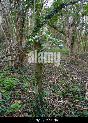 Inkongruent: Stacheldrahtzaun, Pfosten, die von Ivy überholt werden, inmitten einer bewaldeten Landschaft Stockfoto