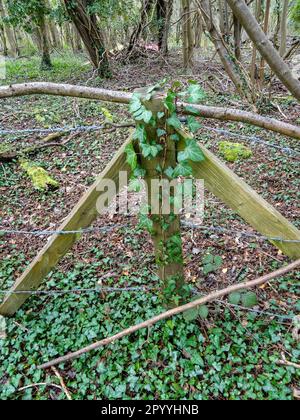 Inkongruent: Stacheldrahtzaun, Pfosten, die von Ivy überholt werden, inmitten einer bewaldeten Landschaft Stockfoto