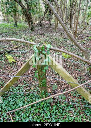 Inkongruent: Stacheldrahtzaun, Pfosten, die von Ivy überholt werden, inmitten einer bewaldeten Landschaft Stockfoto