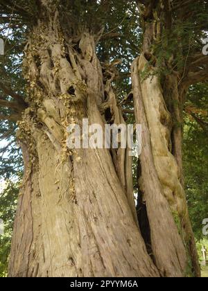 Der Stamm eines alten Eibenbaums (Taxus baccata) im Friedhof der St. Andrew's Church, Bredwardine, Herefordshire, England Stockfoto