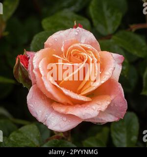 Floribunda Rose mit Morning Dew in Bloom Stockfoto