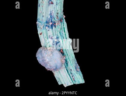 Nahaufnahme einer auf Schwarz isolierten Chalcanthit-Mineralprobe Stockfoto