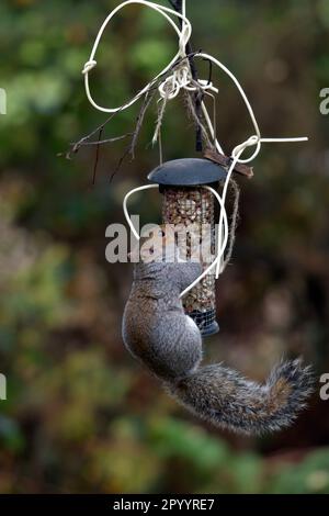 Graues Eichhörnchen (sciurus carolinensis), gegrillte Vogelzucht Stockfoto