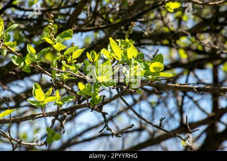 Junge grüne Blätter von Exochorda korolkowii im Frühling. Exochorda albertii ist ein Strauch, der in Asien beheimatet ist. Stockfoto