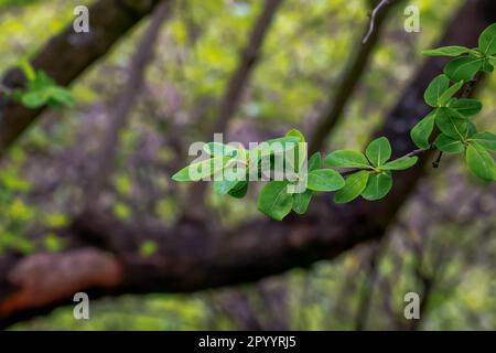 Junge grüne Blätter von Exochorda korolkowii im Frühling. Exochorda albertii ist ein Strauch, der in Asien beheimatet ist. Stockfoto