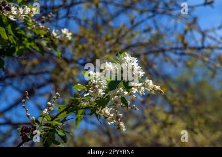 Der blühende Zweig von Exochorda korolkowii im Frühling. Exochorda albertii ist ein Strauch, der in Asien beheimatet ist. Stockfoto