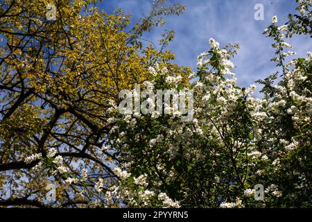 Der blühende Zweig von Exochorda korolkowii im Frühling. Exochorda albertii ist ein Strauch, der in Asien beheimatet ist. Stockfoto