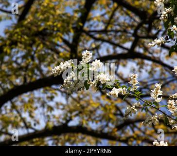 Der blühende Zweig von Exochorda korolkowii im Frühling. Exochorda albertii ist ein Strauch, der in Asien beheimatet ist. Stockfoto