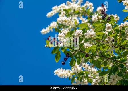 Der blühende Zweig von Exochorda korolkowii im Frühling. Exochorda albertii ist ein Strauch, der in Asien beheimatet ist. Stockfoto