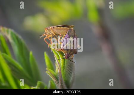 Wunderschöner flacher Käfer Carpocoris purpureipennis, der auf einem Grasblatt sitzt. Makro. Stockfoto