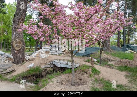 Kiew, Ukraine. 04. Mai 2023. Gräben und Sandsäcke sind in den Gassen des Parks zu sehen. Sakura blühte im Kyoto-Park in Kiew auf. Der Kyoto Park in Kiew ist eine kleine japanische Insel inmitten der ukrainischen Hauptstadt. Es ist die längste Sakura-Allee in der Ukraine, etwa einen Kilometer lang, wurde gepflanzt, Sakura-Bäume blühen nicht lange - nur zwei Wochen von Ende April bis Anfang Mai. Kyoto Park war der Ort der Verteidigungslinie Kiews und es gibt zahlreiche Befestigungsanlagen. (Foto: Mykhaylo Palinchak/SOPA Images/Sipa USA) Guthaben: SIPA USA/Alamy Live News Stockfoto