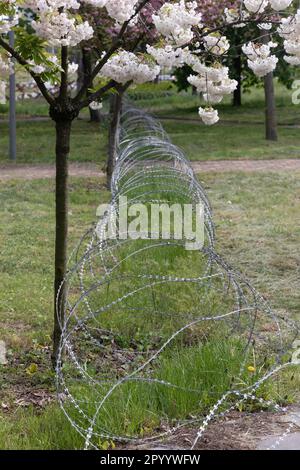 Kiew, Ukraine. 4. Mai 2023. Stacheldraht im grünen Bereich des Parks. Sakura blühte im Kyoto-Park in Kiew auf. Der Kyoto Park in Kiew ist eine kleine japanische Insel inmitten der ukrainischen Hauptstadt. Es ist die längste Sakura-Allee in der Ukraine, etwa einen Kilometer lang, wurde gepflanzt, Sakura-Bäume blühen nicht lange - nur zwei Wochen von Ende April bis Anfang Mai. Kyoto Park war der Ort der Verteidigungslinie Kiews und es gibt zahlreiche Befestigungsanlagen. (Credit Image: © Mykhaylo Palinchak/SOPA Images via ZUMA Press Wire) NUR REDAKTIONELLE VERWENDUNG! Nicht für den kommerziellen GEBRAUCH! Stockfoto