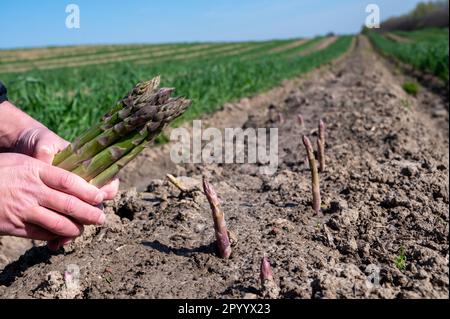 Arbeiterhände mit einem Haufen grüner Spargelsprossen, die auf dem Bio-Feld in Limburg, Belgien, wachsen, neue Ernte Stockfoto