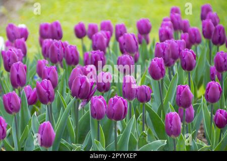 Schöne lila Tulpen auf einem Feld Stockfoto