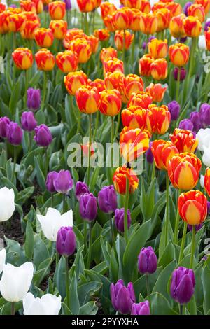 Wunderschöne bunten Tulpen in voller Blüte Stockfoto