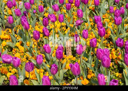 Symphony of Tulips (Simfonia Lalelor), ein Blumenfestival, das jedes Jahr im april in Pitesti, Arges County, Rumänien stattfindet Stockfoto