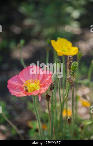 Rosa und gelbe Mohnblume mit Blumenblüten Stockfoto